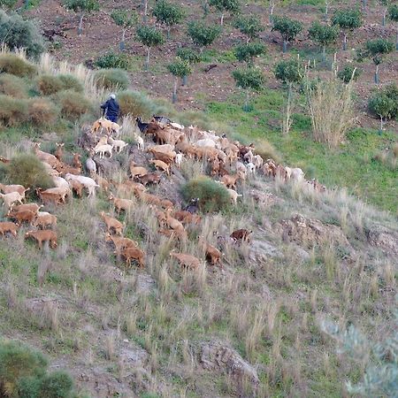 Гостевой дом Cortijo Lagar De Luisa Борхе Экстерьер фото