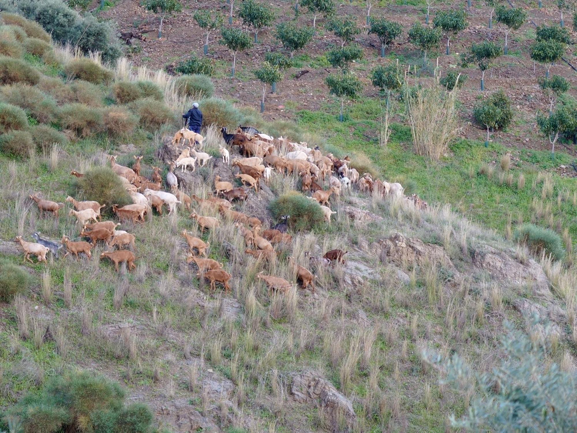 Гостевой дом Cortijo Lagar De Luisa Борхе Экстерьер фото